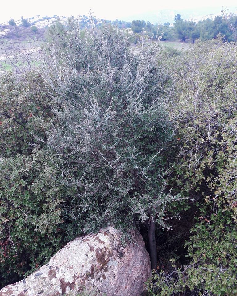 Deliceler göründü…