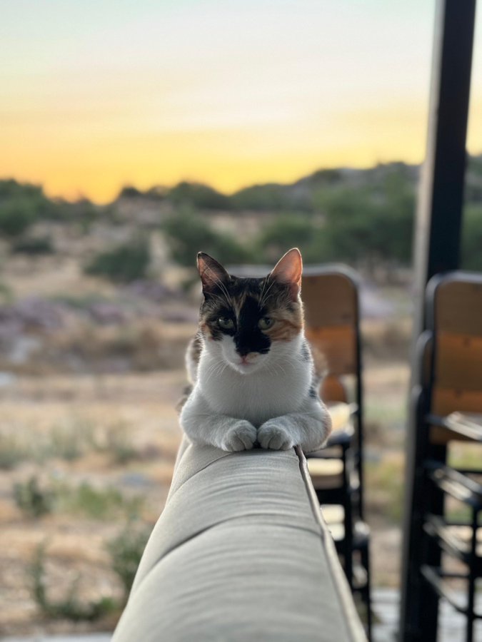 Bilimler Köyü’ndeki hayvan dostlarımız: Kant